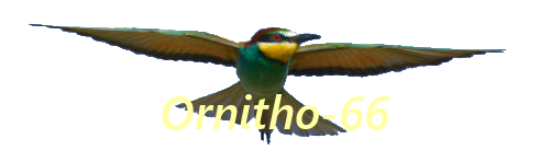 Ornitho-66